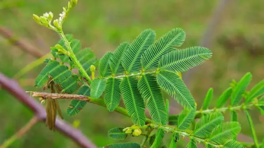 লজ্জাবতীর পাতা ছুঁলে নুয়ে পড়ে কেন?